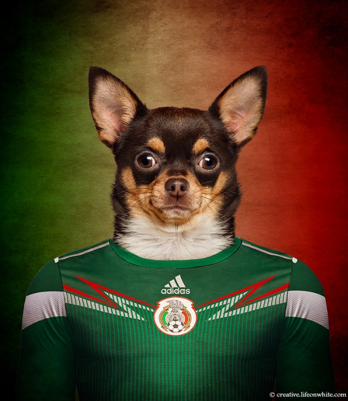 Perros y fútbol