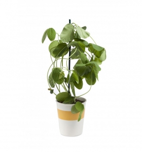 Edamame Instant Garden kit para plantar